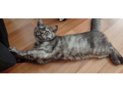 4 aylık british shorthair