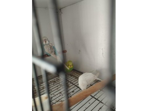 Yeni yeme düşen iri muhabbet kuşlar yavrular