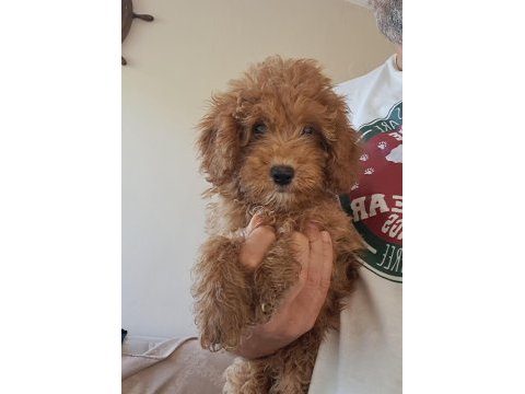 Minyatür poodle yavrular