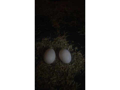 Yetişkin dişi ve erkek sultan papağanları mevcuttur