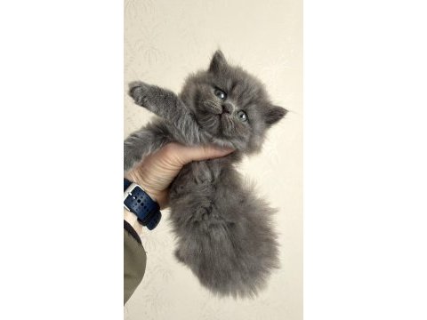 British longhair prens ve prenslerimiz rezerveye açıktır