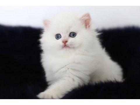 British longhair tostikim
