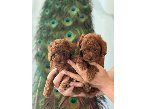 Üst kalite toy poodle yavrularımız