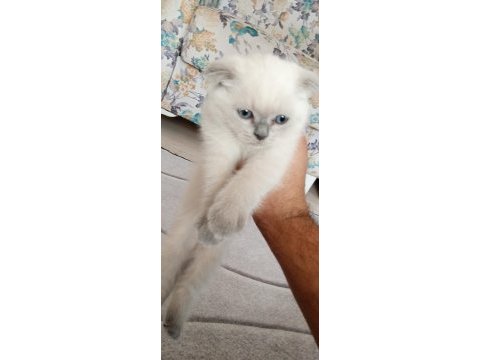 Yavrucaklar ev arıyor british shorthair