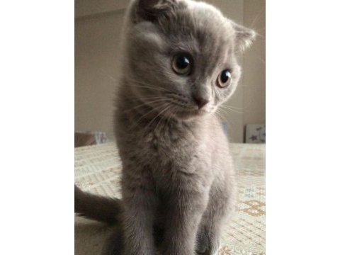 2 aylık tatlı ve uysal scottish fold yavru kedi