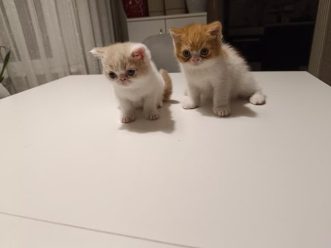 Exotic shorthair 2 aylık erkekler