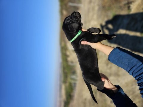 Corsotürkten dev dişi cane corso yavrular
