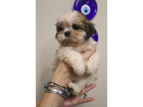 Ev ortamında büyüyen safkan shih tzu yavruları