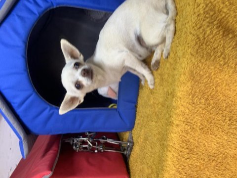 İki yaşında köpeğimiz beyaz mele