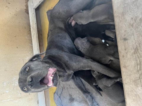 Rezerveye açık cane corso yavrular