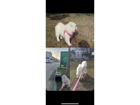 3 aylık samoyed kız