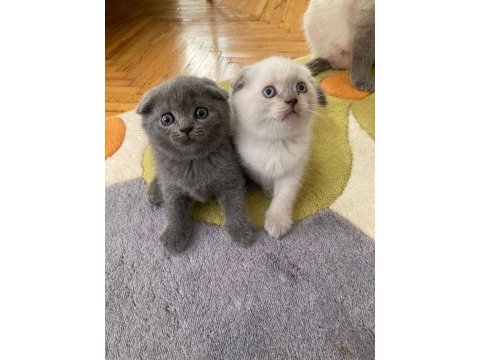 Maviş gözlü kediler