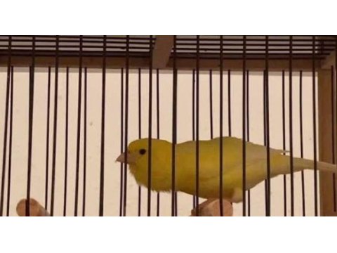 Dipçik gibi sağlıklı ve güzel ötüm kanaryaları