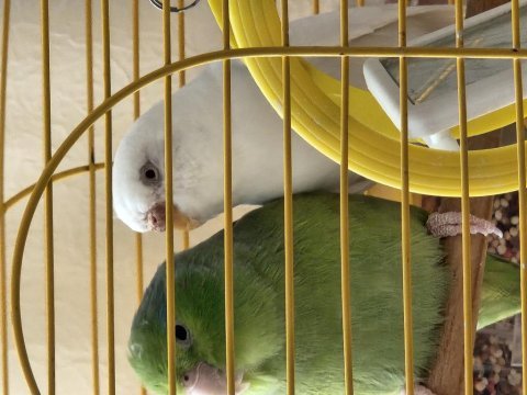Uygun fiyata verilecek forpus ve albino muhabbet