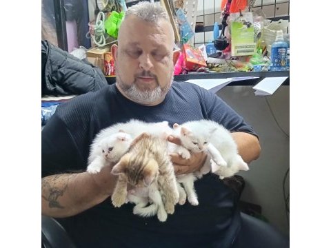 Teslime hazır iran kedisi yavrular