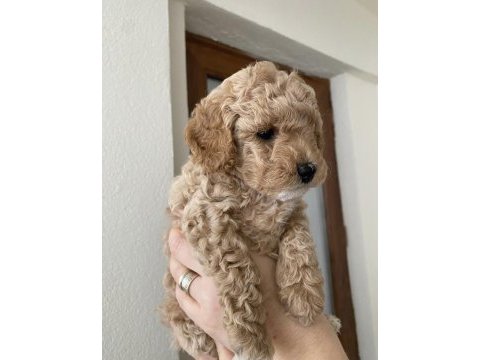 Toy poodle yavrular bandırma