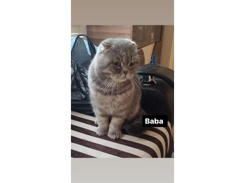 Maviş scottish fold kızlarım