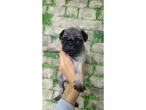 0 burun gül kuyruk pug yavrular