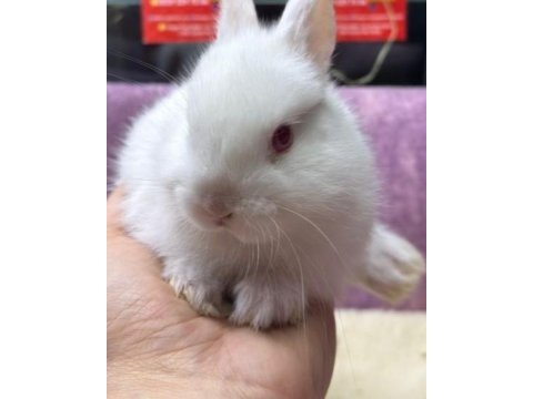 Cüce netherland dwarf tavşan yavrularımız