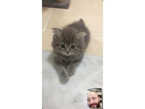 British longhair yavrular