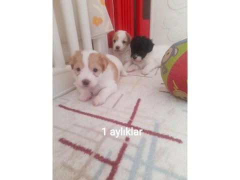 1.5 aylık terrier yavrular