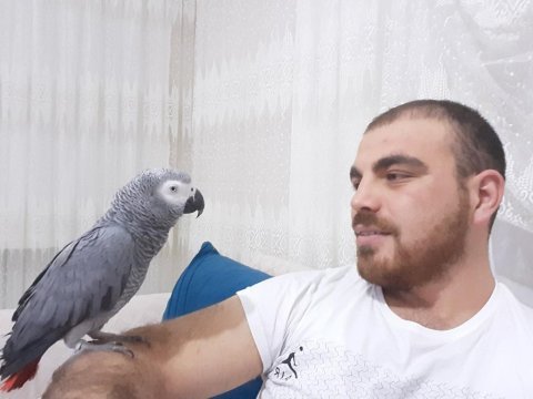 Evinizin yeni jako papağanı maskotu