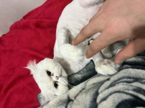 Kedimi düzgün bakabilecek birine sahiplendirmek istiyoruz