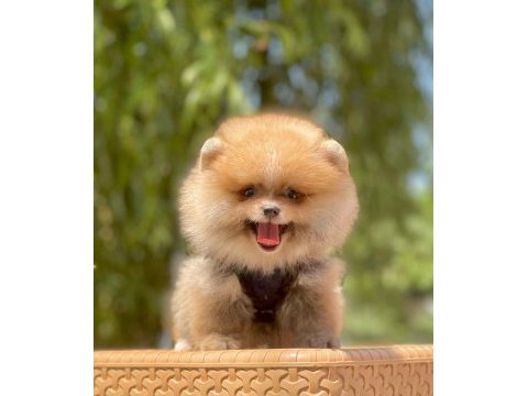 Bizimle görüşmeden pomeranian sahiplenme
