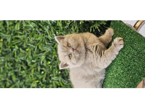 Ayı surat british shorthair kızımız yeni ailesini arıyor