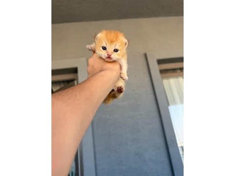 Golden british shorthair bebekler