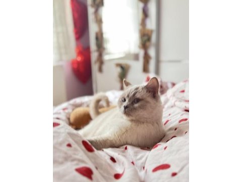 British shorthair kedisi