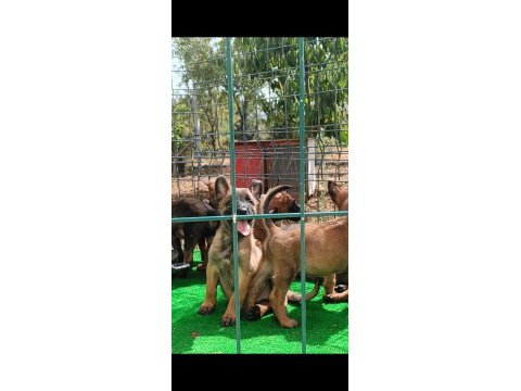 Irk garantili malinois yavrularımız