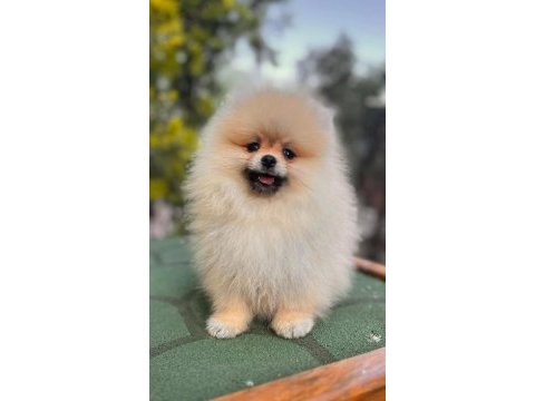 0 numara pomeranian boo tatlı mı tatlı dişi ve erkek