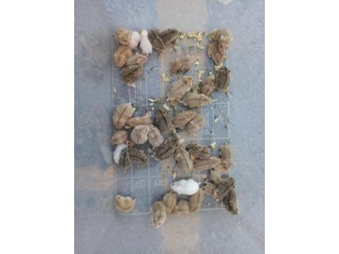 Gonzales hamster yavrular ve tüm malzemeleri adrese teslim