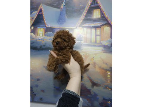 Kore teacup babadan teacup poodle bebekler