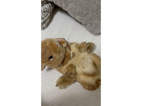 Veterinerden safkan yavru tavşanlar gönderilir