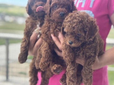 Garantili redbrown kore toy poodle yavrular