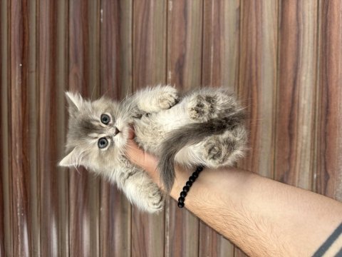 Sağlıklı wc eğitimli kediler