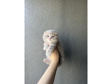 Scottish fold yavrularımız teslime hazır 