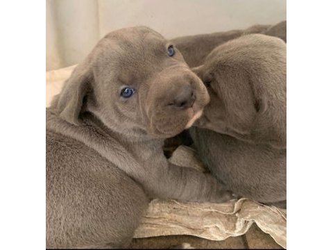 Daha ıyısı varsa buyrun gorelım secerelı safkan cane corso