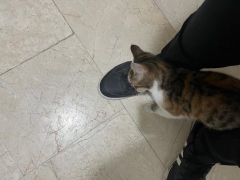 Sıcak bir yuva bekleyen pisicik kedimiz