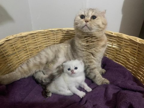 Show kalite safkan scottish fold kedim
