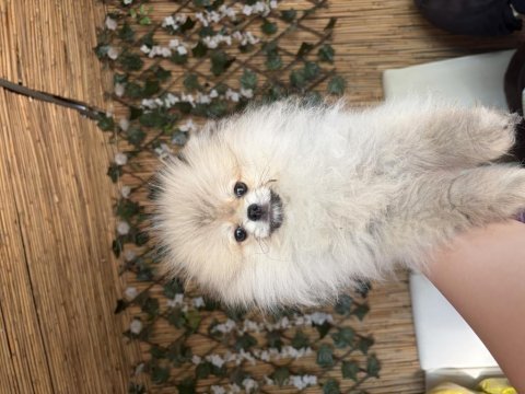 Orjinal pomeranian boo dişi 5 aylık yavru
