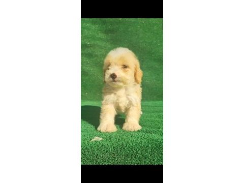 Maltipoo köpeği yavrular