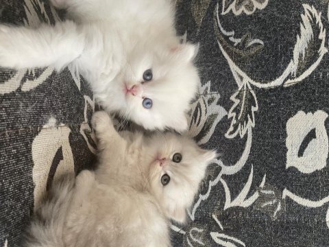 British longhair 35 günlük dişi
