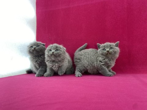 Safkan british shorthair yavrularımız