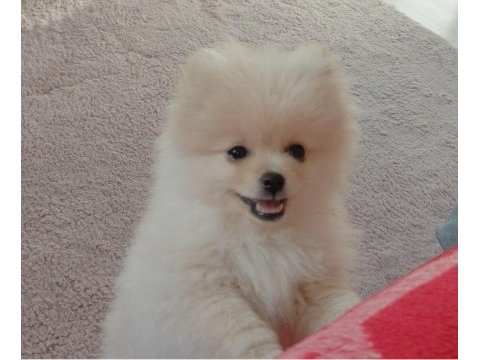 Pomeranian bebiş