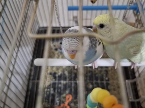 Yavru muhabbet 1 aylık ve 3 aylık olanlar var uygun fiyat