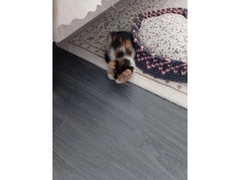 Ev kedisi temiz