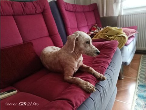 Ücretsiz sahiplendirme köpeğimiz